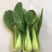 常年供应精品小油菜，物美价廉，诚信经营，欢迎朋友们选购