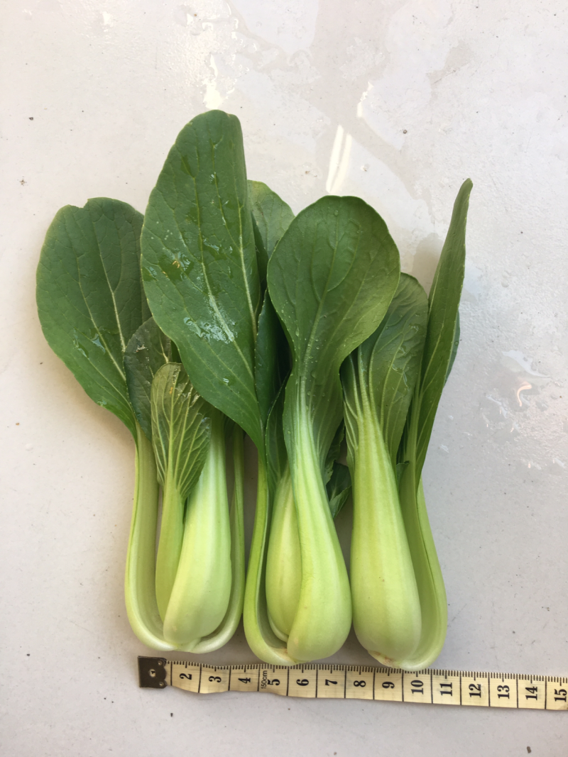 常年供应精品小油菜，物美价廉，诚信经营，欢迎朋友们选购
