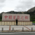 甜蜜蓝宝石葡萄苗
