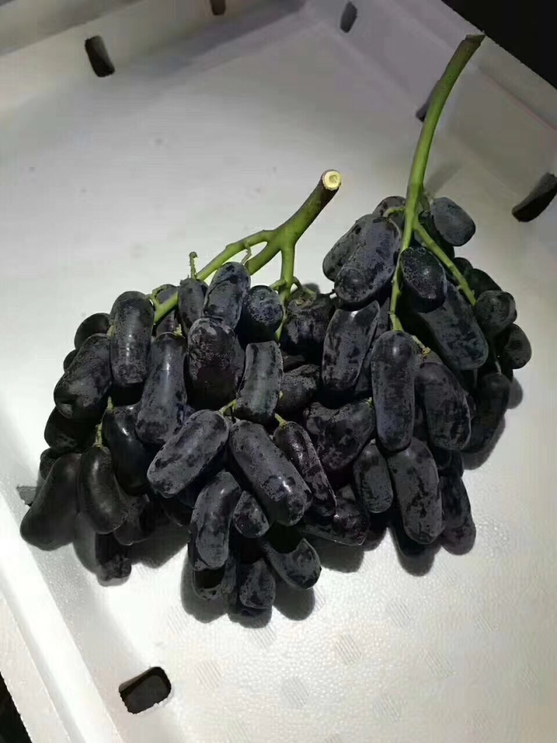 新品无核甜蜜宝石蓝葡萄苗