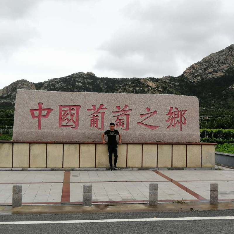 新品无核甜蜜宝石蓝葡萄苗