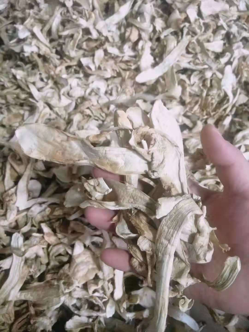 各种等级松茸干片，大量批发