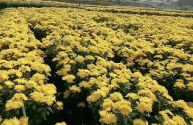 菊花茶