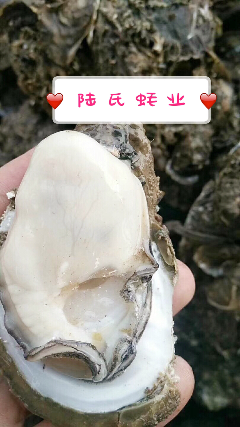 广东大蚝一斤2个一件代发薄壳肥美烧烤蚝蚝场直发