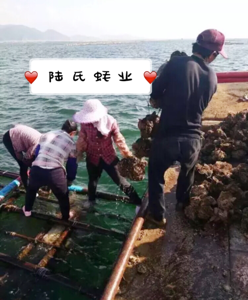 湛江中蚝一斤3个壳薄肉满量大从优可在线交易