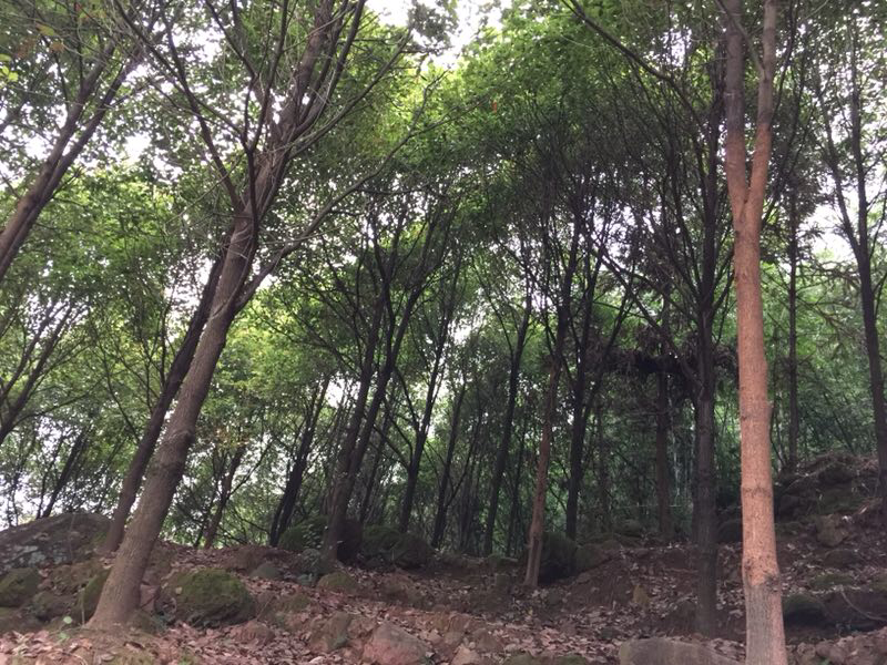 香樟叶
