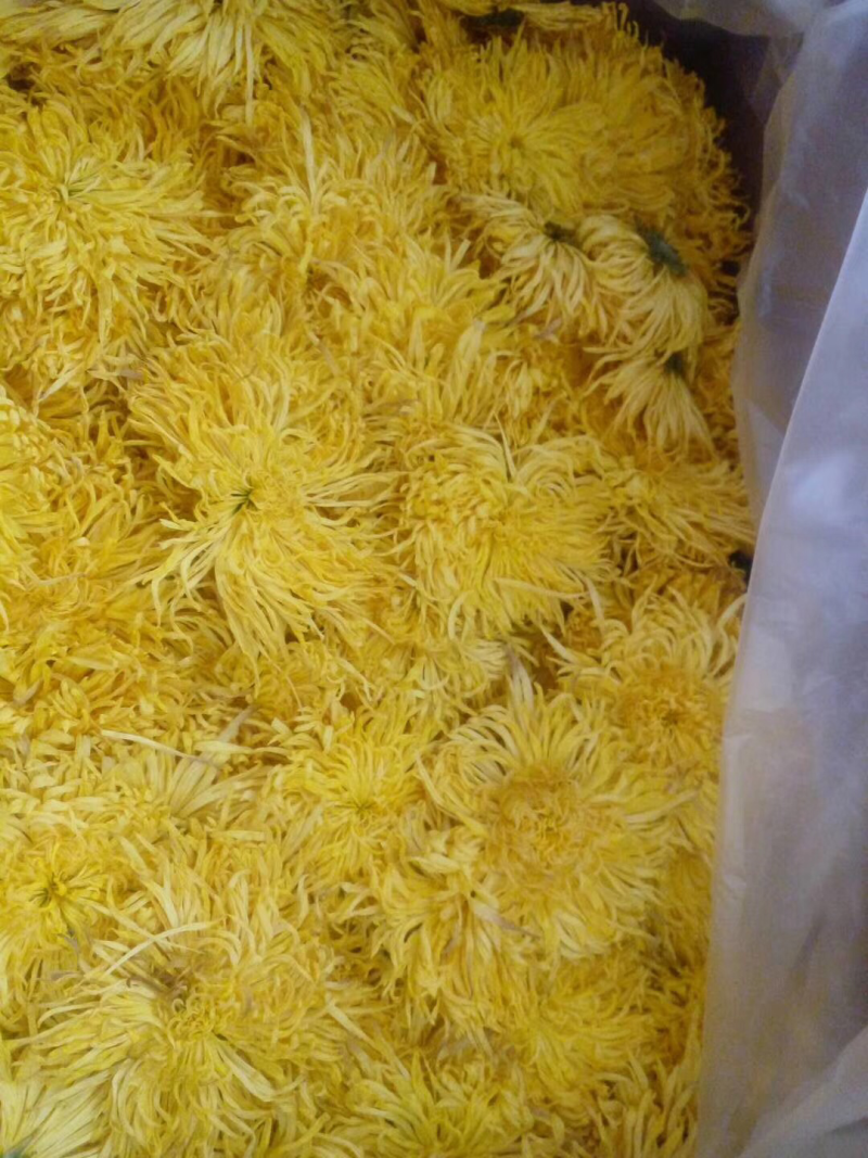 金丝皇菊55一盒