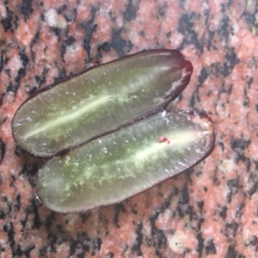 0.4甜蜜宝石蓝葡萄苗