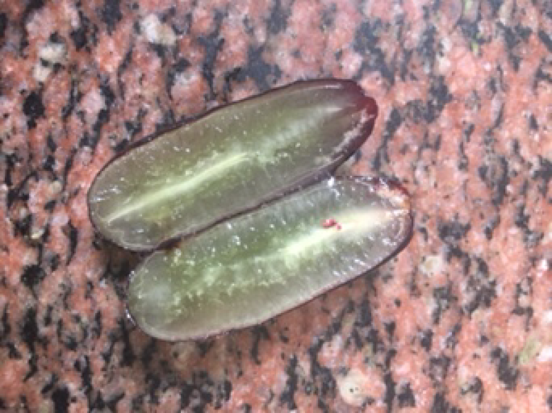 0.4甜蜜宝石蓝葡萄苗