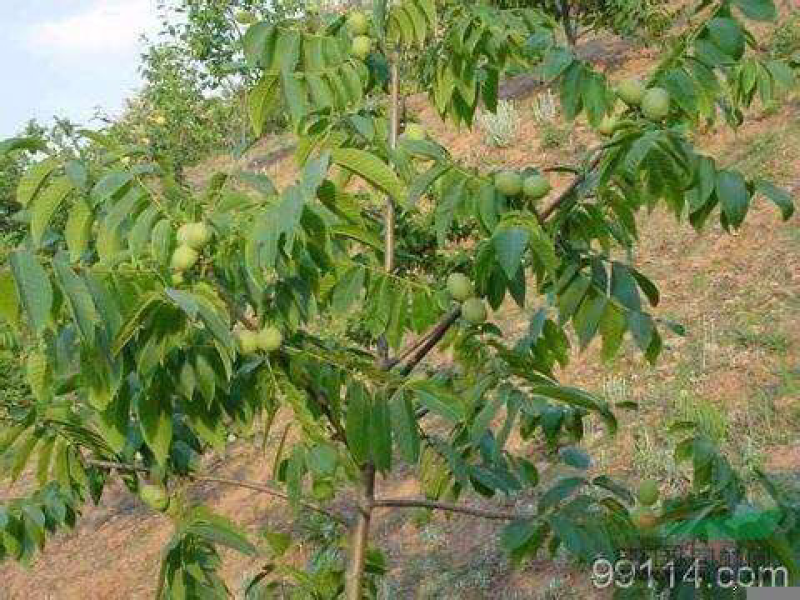 山西核桃苗，运城薄皮核桃树地径5-8-10-15公分