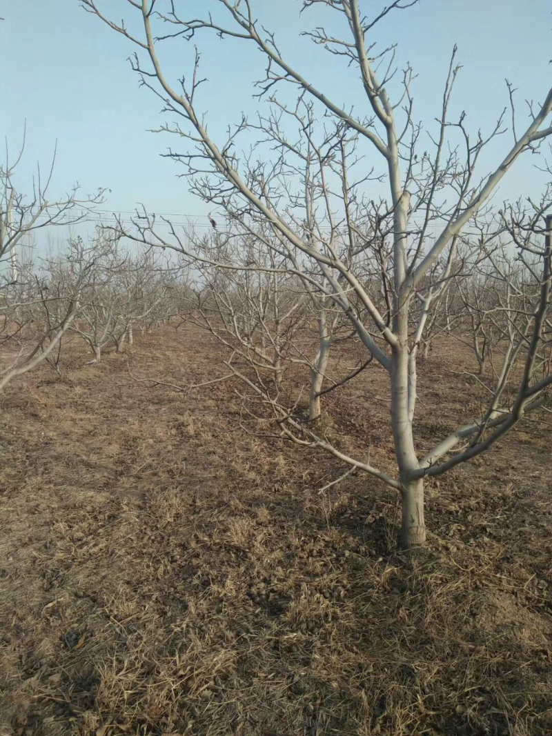 山西核桃苗，运城薄皮核桃树地径5-8-10-15公分