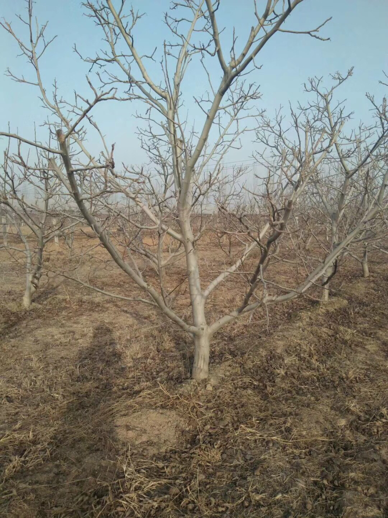 山西核桃苗，运城薄皮核桃树地径5-8-10-15公分