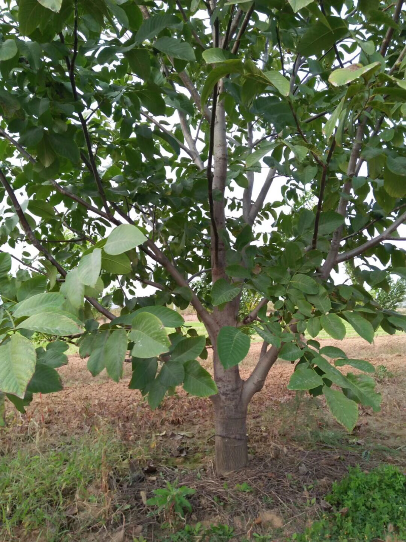 山西核桃苗，运城薄皮核桃树地径5-8-10-15公分