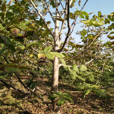 山西核桃苗，运城薄皮核桃树地径5-8-10-15公分