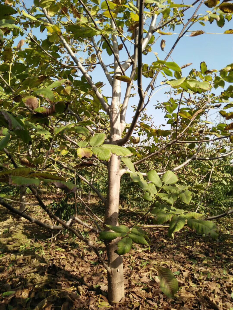 山西核桃苗，运城薄皮核桃树地径5-8-10-15公分