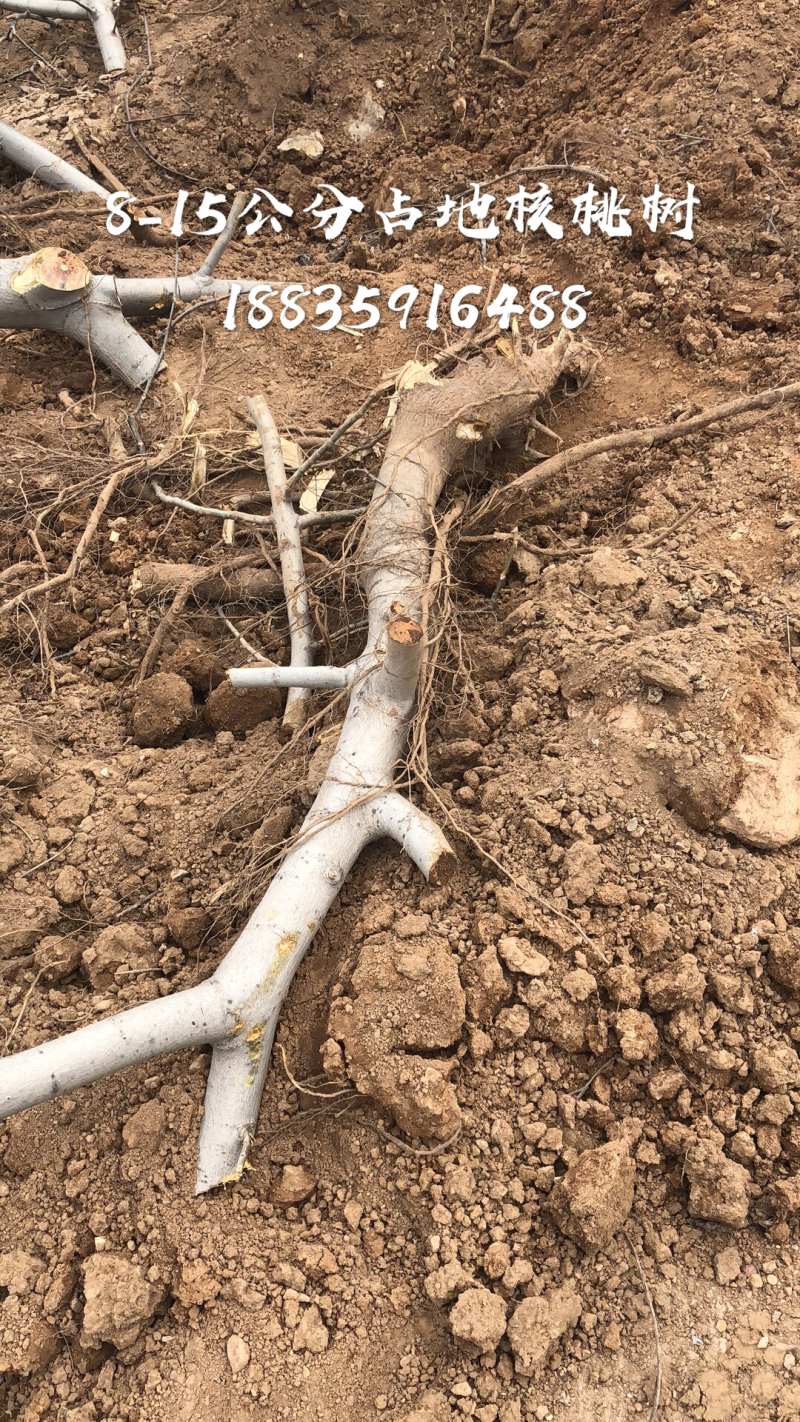 山西核桃苗，运城薄皮核桃树地径5-8-10-15公分