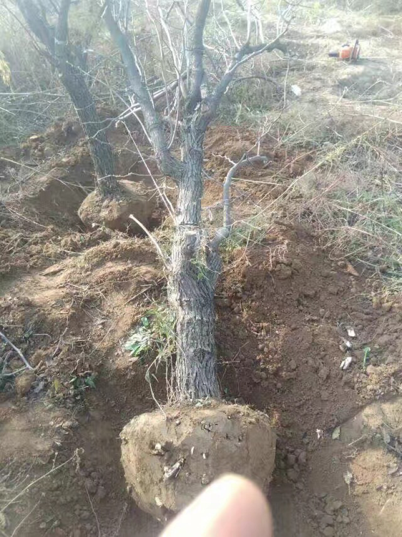 山西运城枣树苗，枣树基地，6-12公分占地枣树