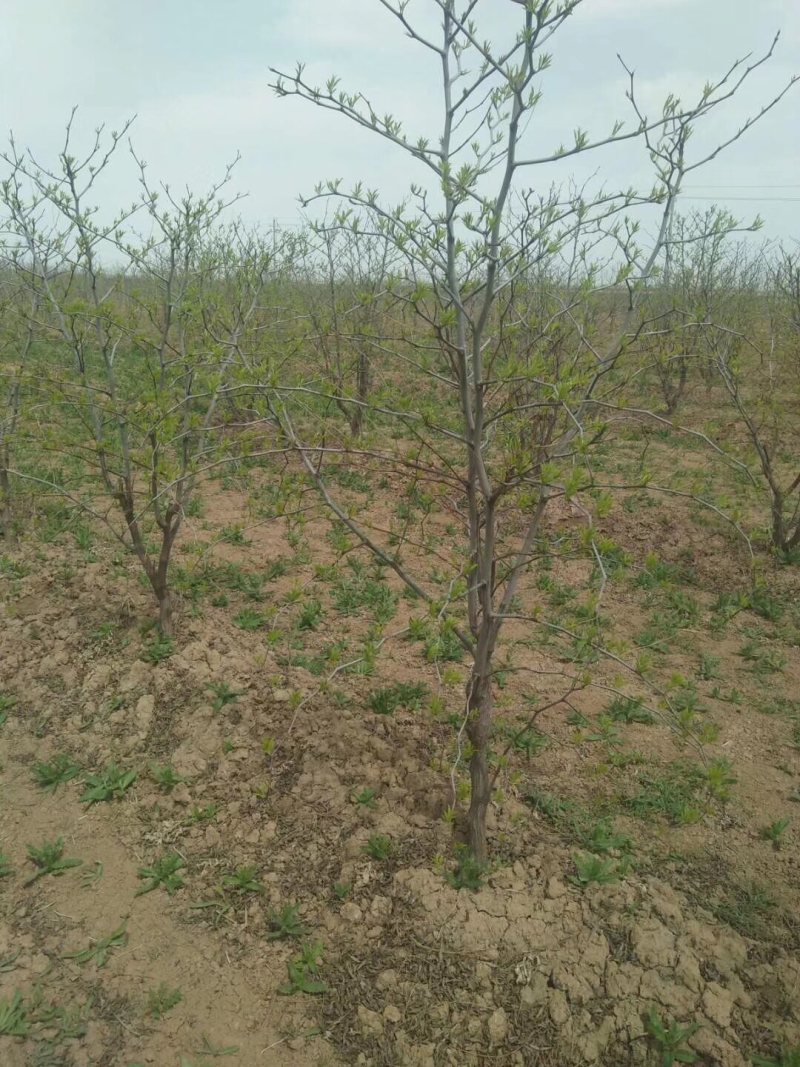 山西运城枣树苗，枣树基地，6-12公分占地枣树