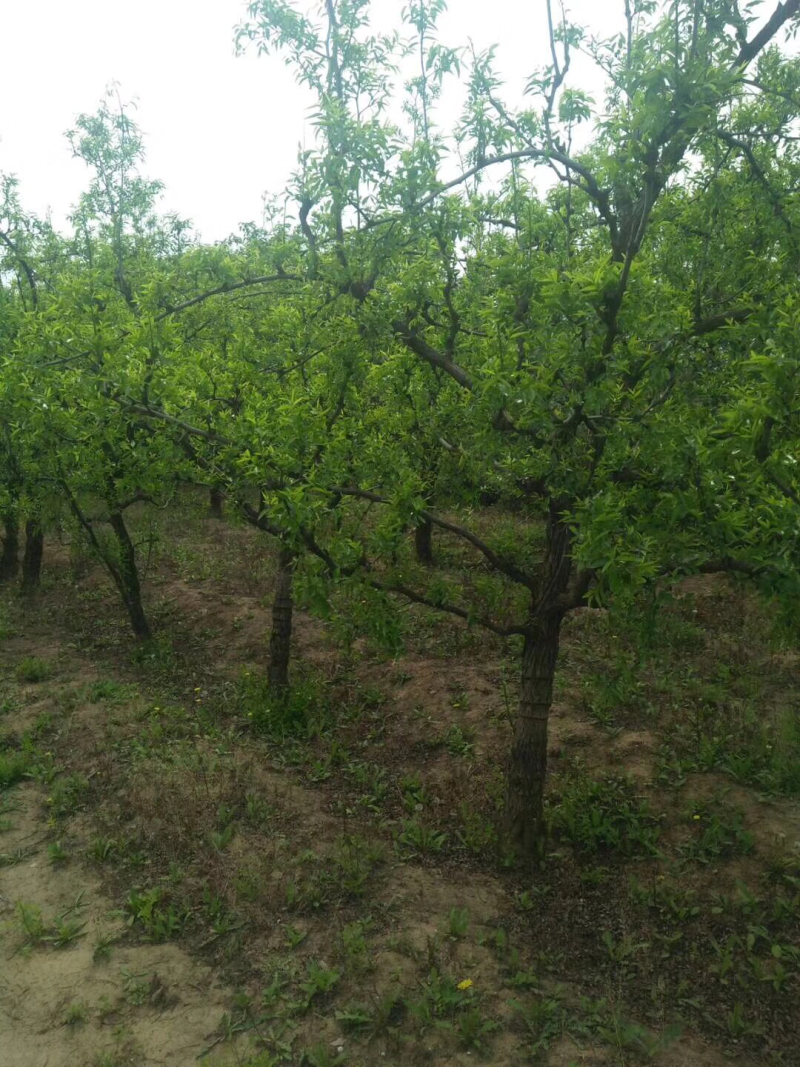 山西运城枣树苗，枣树基地，6-12公分占地枣树