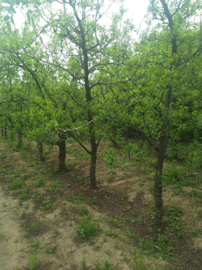山西运城枣树苗，枣树基地，6-12公分占地枣树