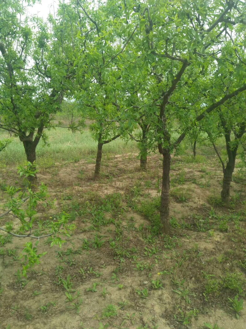 山西运城枣树苗，枣树基地，6-12公分占地枣树