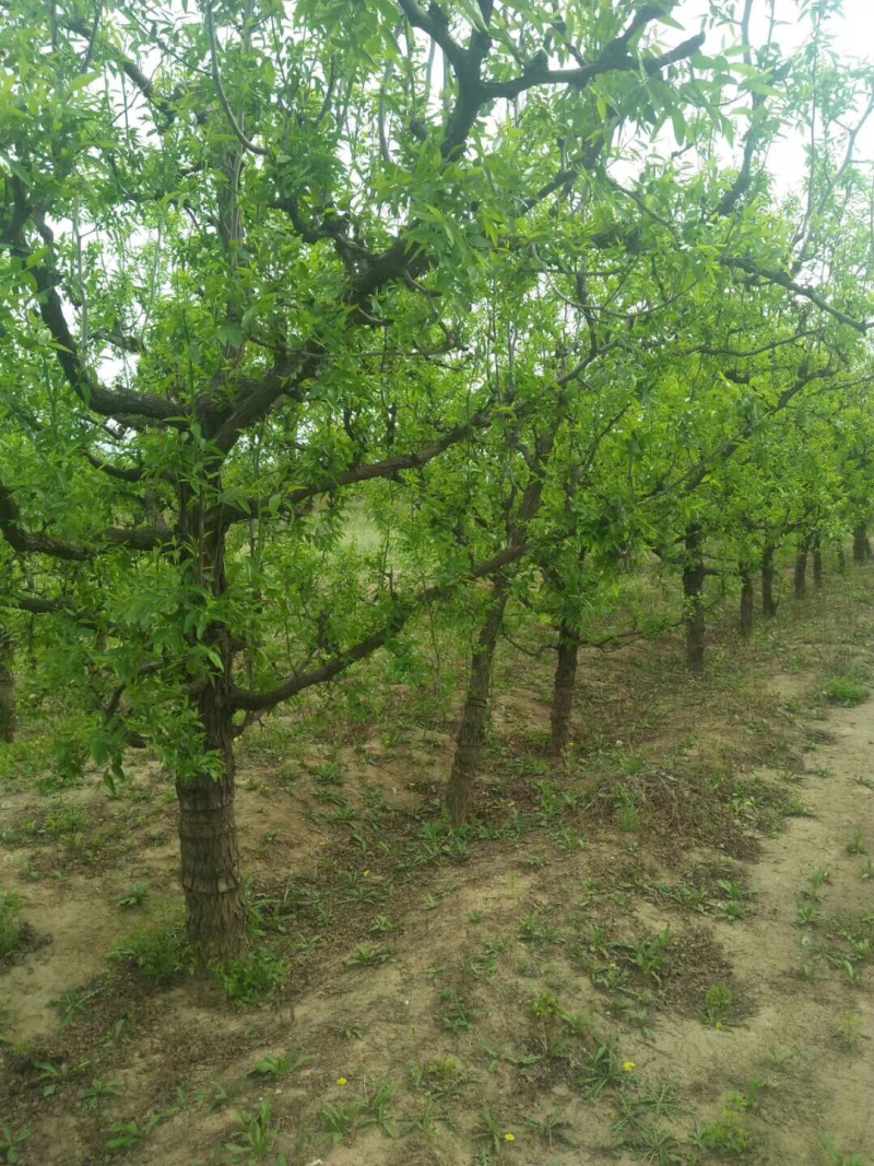 山西运城枣树苗，枣树基地，6-12公分占地枣树