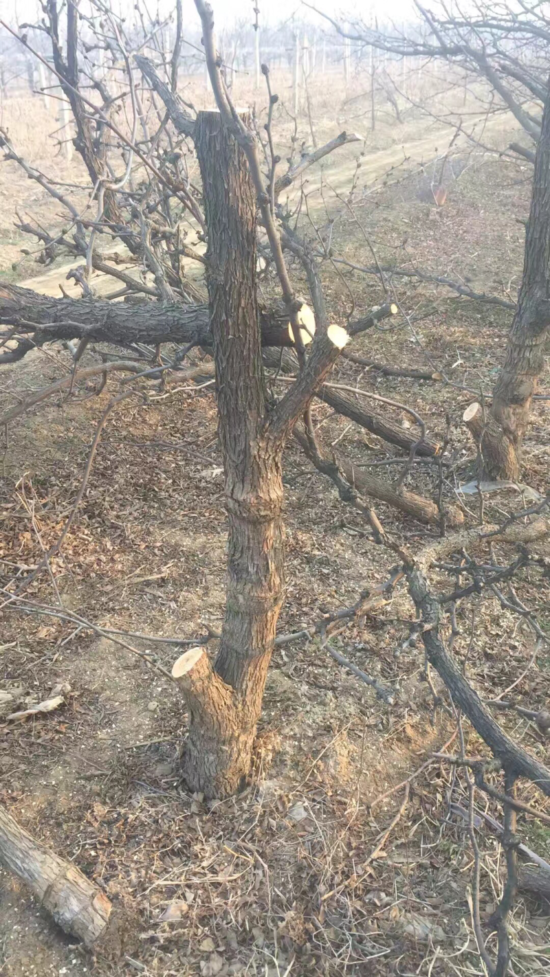 山西运城枣树苗，枣树基地，6-12公分占地枣树
