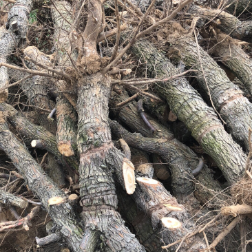 山西运城枣树苗，枣树基地，6-12公分占地枣树