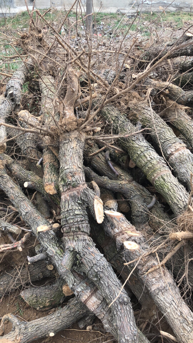 山西运城枣树苗，枣树基地，6-12公分占地枣树