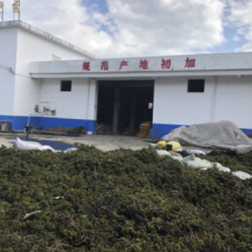鲜果川黄柏种子刚下树全干黄柏种，百年母树蜜源植物