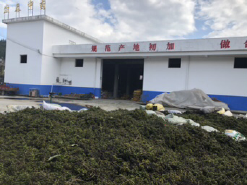 鲜果川黄柏种子刚下树全干黄柏种，百年母树蜜源植物