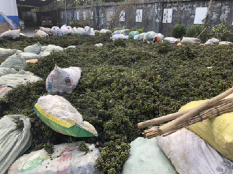 鲜果川黄柏种子刚下树全干黄柏种，百年母树蜜源植物