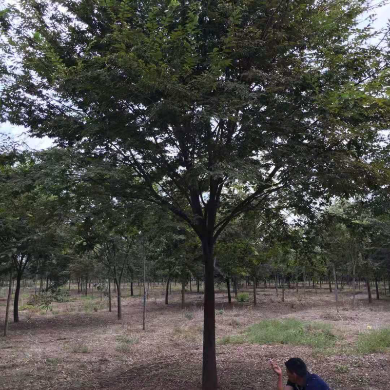 江苏榉树价格苗圃规格齐全无中介