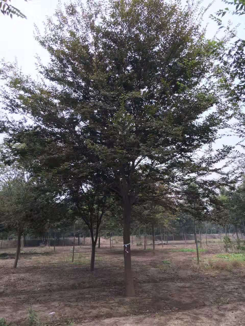 江苏榉树价格苗圃规格齐全无中介