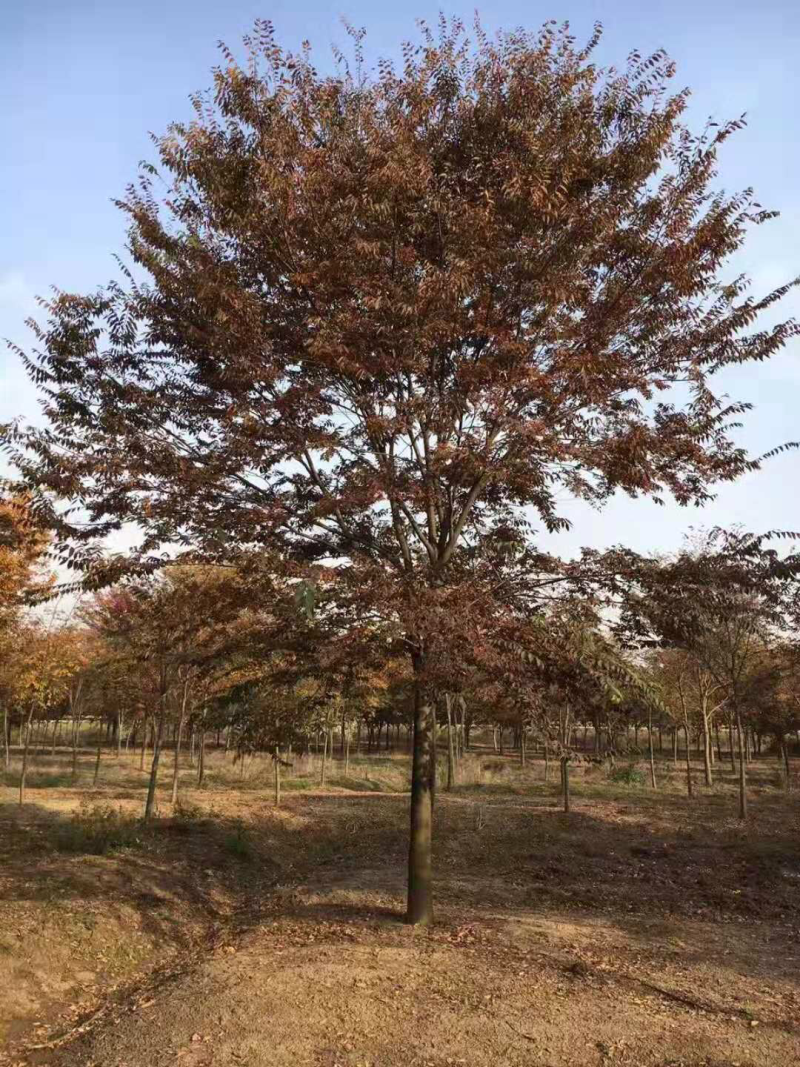 江苏榉树价格苗圃规格齐全无中介
