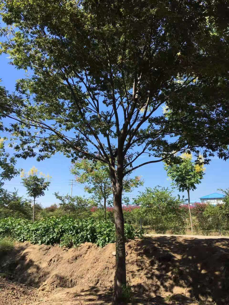 江苏榉树价格苗圃规格齐全无中介