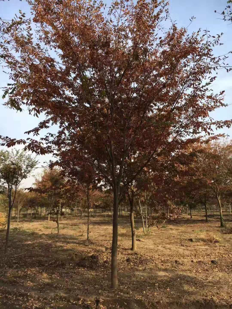 江苏榉树价格苗圃规格齐全无中介