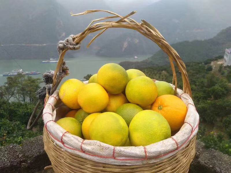 秭归九月红