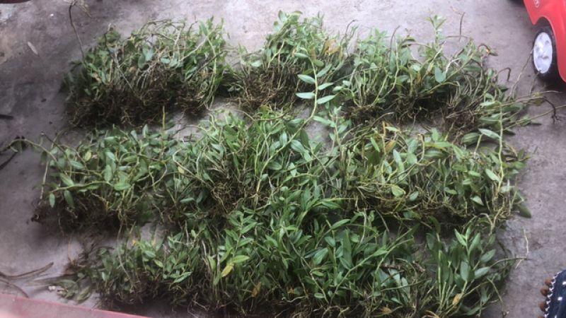 广西十万大山野生小黄草美花石斛，长在深山老林之中