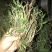 广西十万大山野生小黄草美花石斛，长在深山老林之中