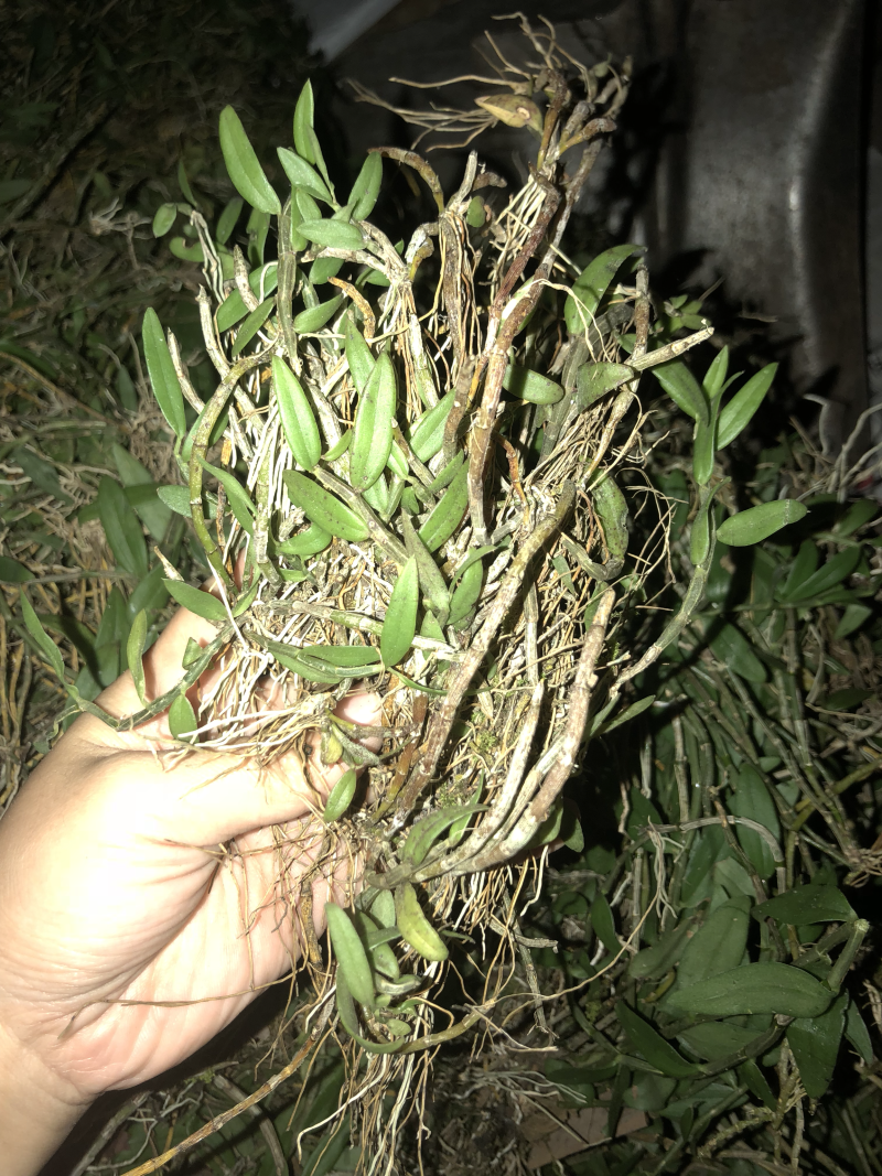 广西十万大山野生小黄草美花石斛，长在深山老林之中