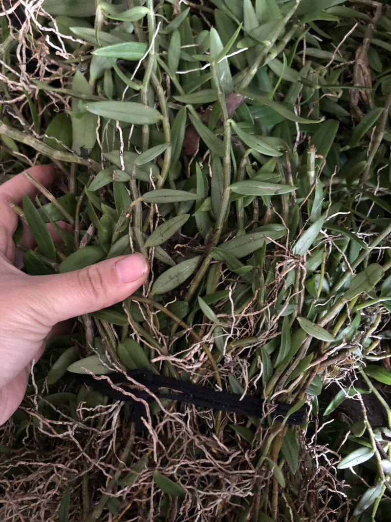 广西十万大山野生小黄草美花石斛，长在深山老林之中