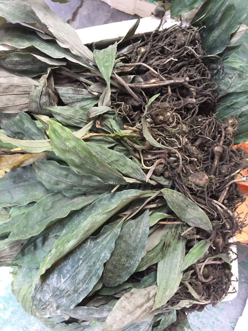 毛慈菇种苗