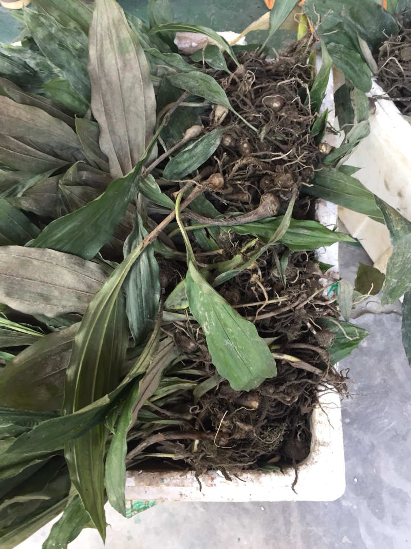 毛慈菇种苗