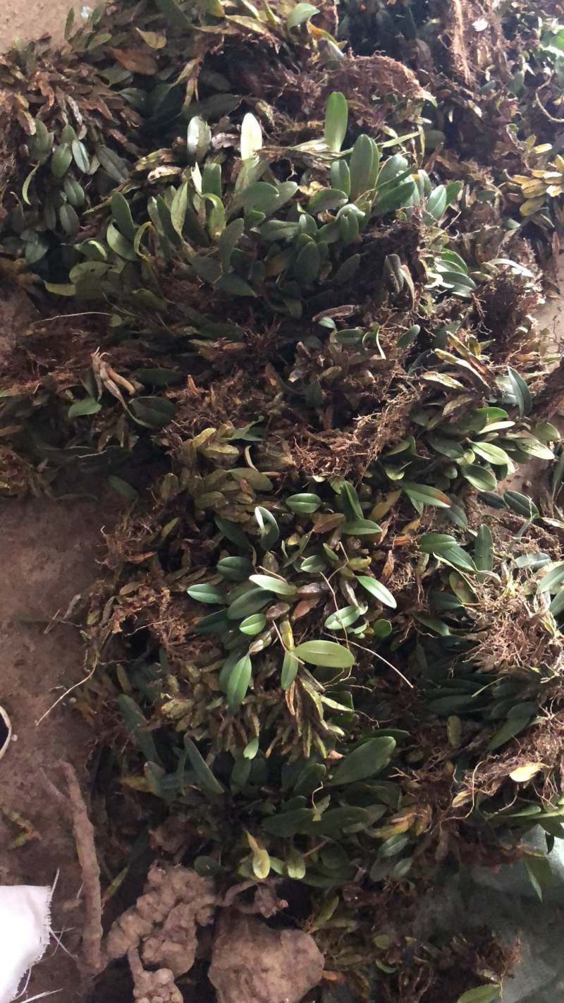 龟背石斛聚石斛新鲜采摘发货上树虾金黄泽广西