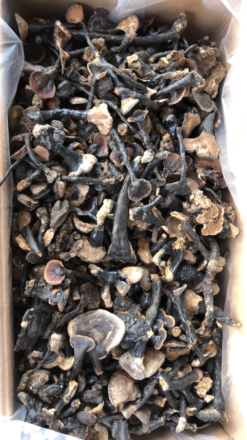 广西纯野生黑灵芝头，长于深山密林中，足干货