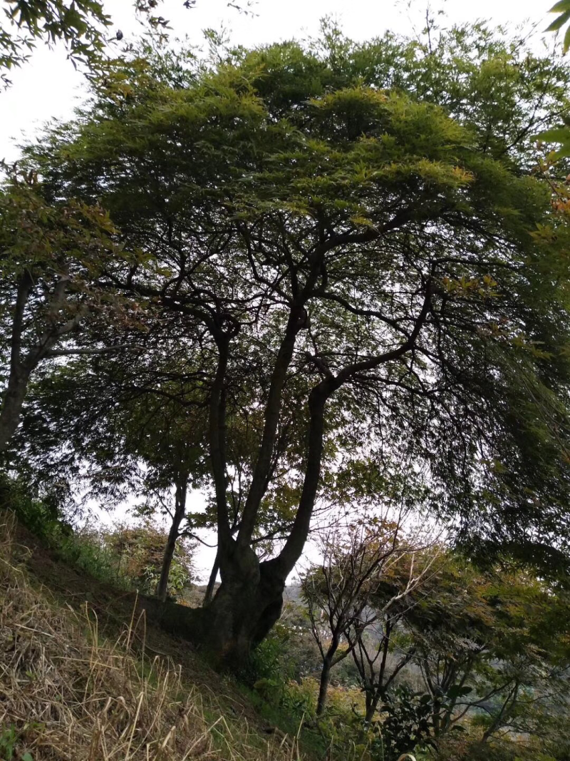 日本樱花。红枫。雨毛枫海棠。白玉兰广玉兰等全部批发零售