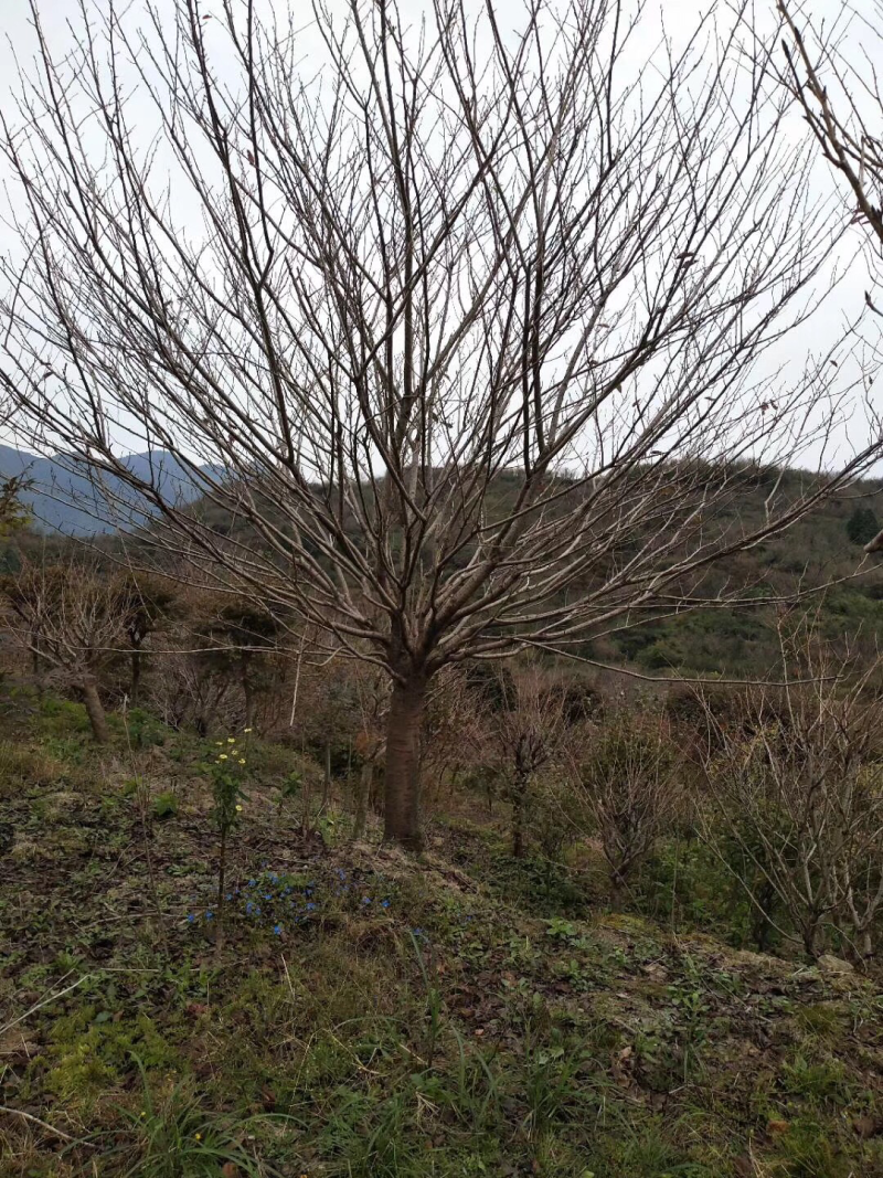 日本樱花。红枫。雨毛枫海棠。白玉兰广玉兰等全部批发零售