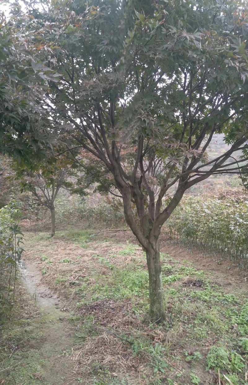日本樱花。红枫。雨毛枫海棠。白玉兰广玉兰等全部批发零售