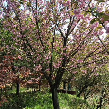 日本樱花。红枫。雨毛枫海棠。白玉兰广玉兰等全部批发零售